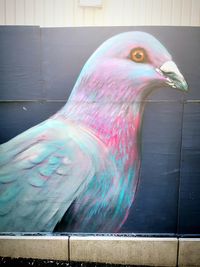 Close-up of a bird against the wall