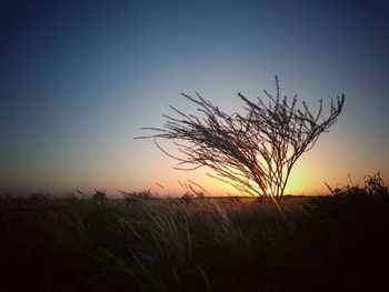 Silhouette tree on field against clear sky at sunset