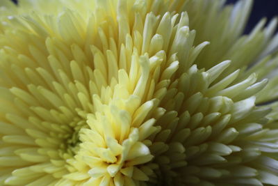 Close-up of yellow flower blooming outdoors