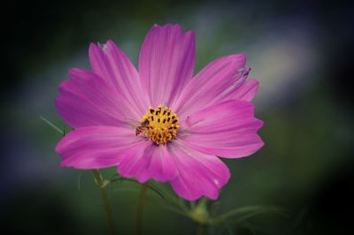 Close-up of pink flower