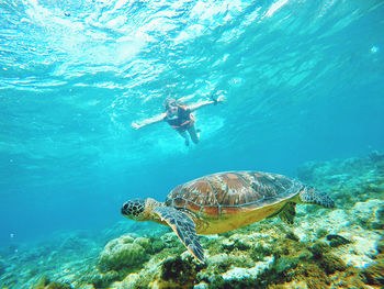 Woman diving underwater with turtle