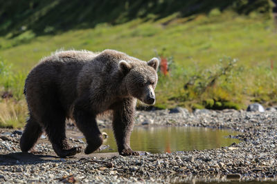 Alaskan brown bear walking along the riverbank, moraine creek, katmai national park, alaska