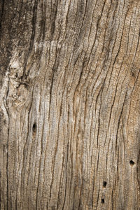 Full frame shot of tree trunk