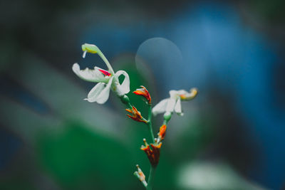 Close-up of flowering plant