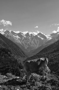 View of a horse on mountain