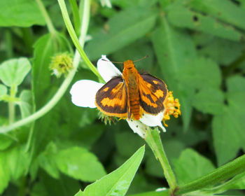 Close-up of butterfly pollinating on flower