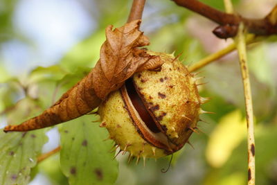 Close-up of leaf on tree