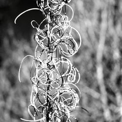 Close-up of plant against blurred background