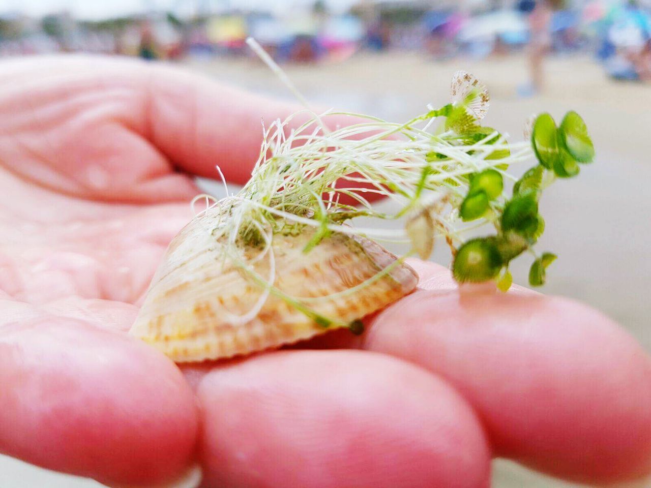 CLOSE-UP OF A HAND HOLDING LEAF