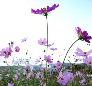 flowering plant