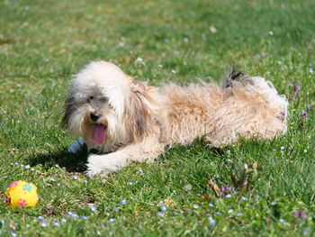 View of a dog relaxing on field