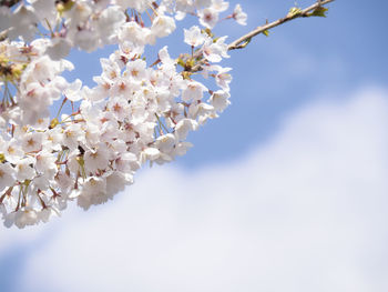 Close-up of cherry blossoms against sky