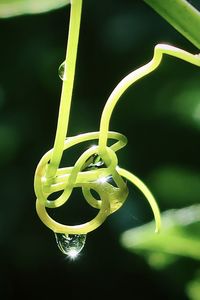 Close-up of spiral plant