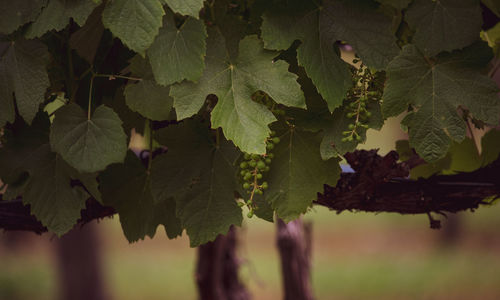 Close-up of leaves growing in vineyard