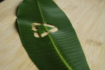 High angle view of leaves on table