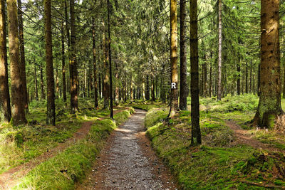 Road amidst trees in forest