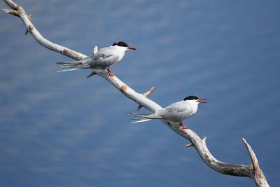 High angle view of tern perching on branch against lake