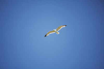 Low angle view of seagull flying in sky