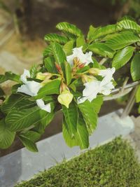 High angle view of plants