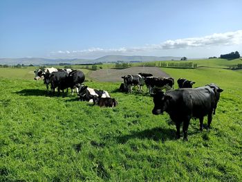 Cows on grassy field against sky