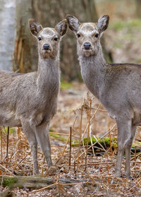 Portrait of deer