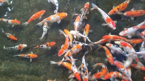 View of koi fish in water