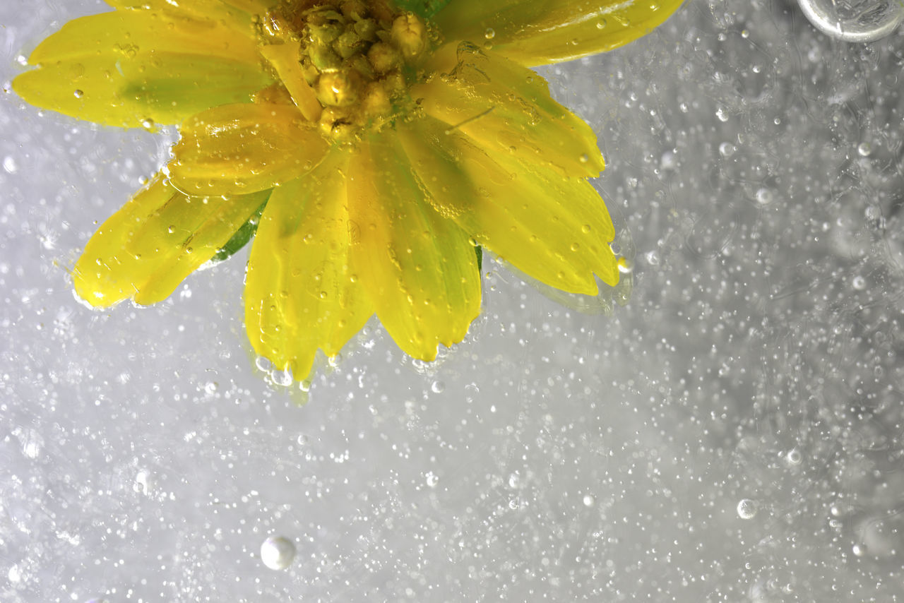 CLOSE-UP OF WET YELLOW FLOWERS