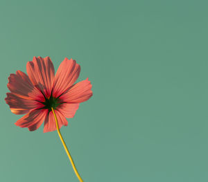 Close-up of cosmos flower blooming against blue background