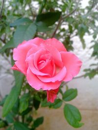 Close-up of red rose