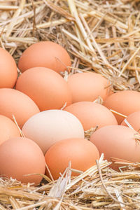 Freerange fresh raw eggs on straw background