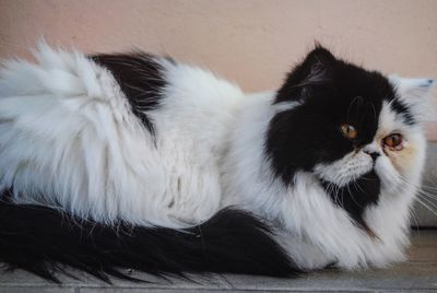 Close-up portrait of white cat