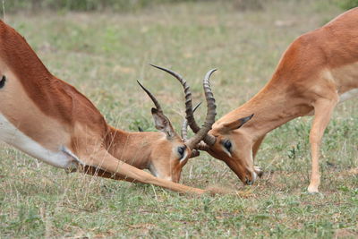 Deer fighting on land