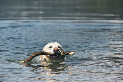 High angle view of dog swimming in lake