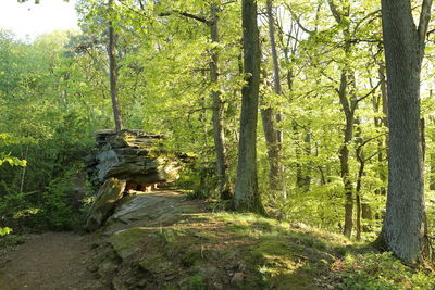 Trees in forest