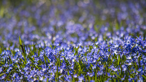 Close-up of purple flowers blooming in field