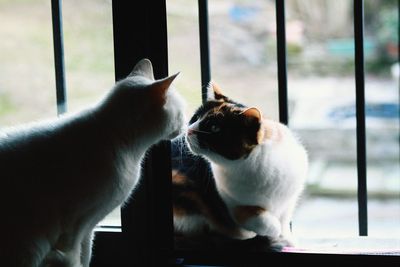 Close-up of cat sitting on window