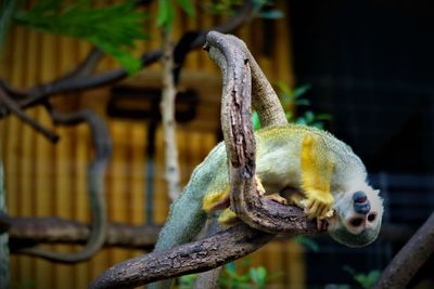 Close-up of lizard on branch