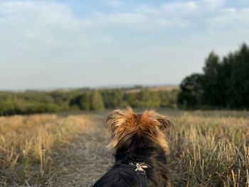 Dog running on field