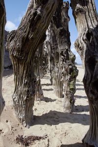 View of trees on beach