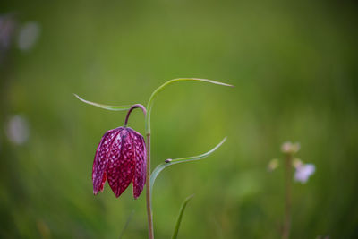 Snake's head fritillary fritillaria meleagris close-up view growing in field