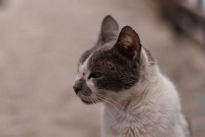 Close-up of a cat looking away