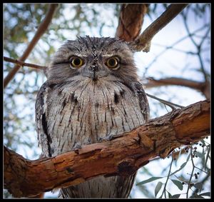 Portrait of owl perching on branch