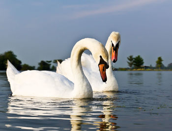 Swan floating on lake