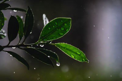 Close-up of wet plant leaves during rainy season