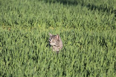 Close-up of cat on field