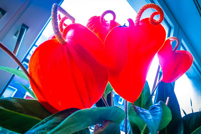 Close-up of red tulip