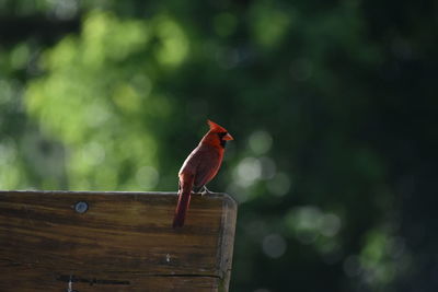 Close-up of bird perching on wood