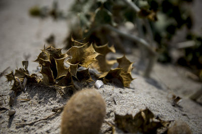 Close-up of dried leaves on land