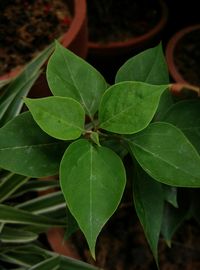 Close-up of green leaves