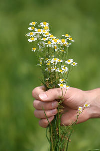 Cropped image person holding daises